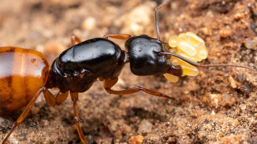 Close-up photo of a carpenter ant queen carrying eggs.