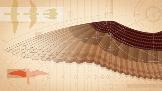 A blueprint-like rendering of the biomechanics of a bird wing.