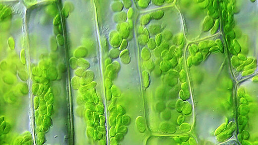 Looping video of chloroplasts moving within the walled cells of the pond plant Elodea.