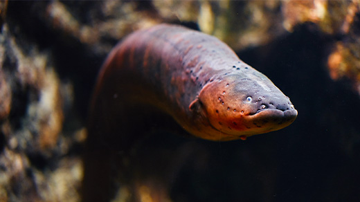 Closeup of the face of an electric eel.