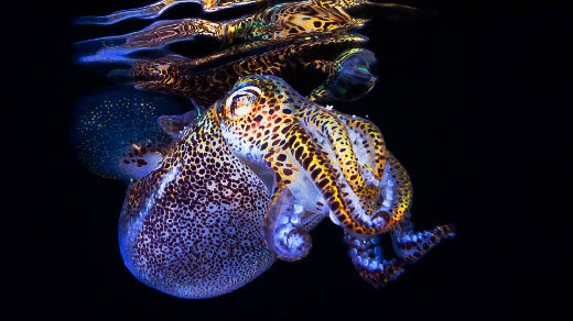 Art for "New Squid Genome Shines Light on Symbiotic Evolution"