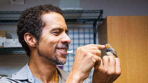 520px photo of Jarvis holding a zebra finch