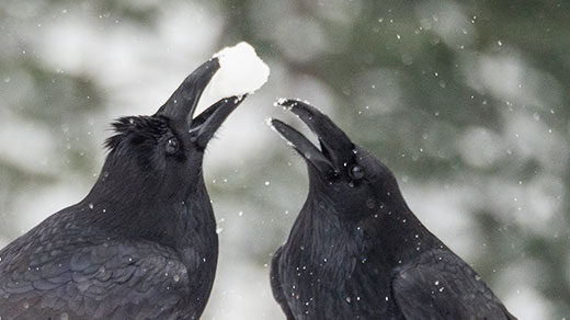 Photo of crows.