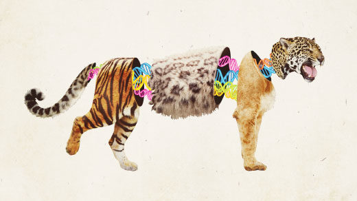 Lion, leopard, tiger