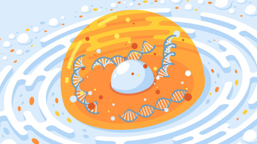 Art for "In the Nucleus, Genes’ Activity Might Depend on Their Position"