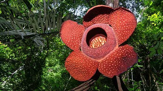 Photo of Rafflesia arnoldii growing on vines in Indonesian forest.
