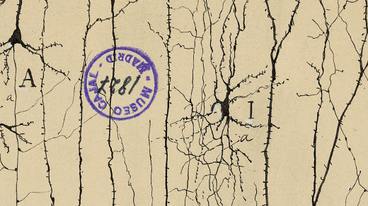 Neuron drawings by Santiago Ramón y Cajal