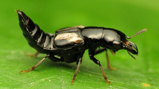 Photo of a rove beetle standing on a leaf and arching its abdomen.