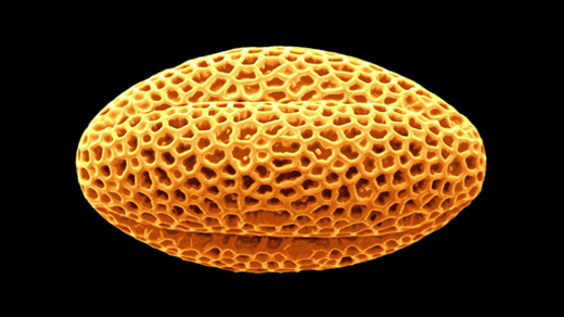 Sculpted, latticed structure of a grain of olive pollen.
