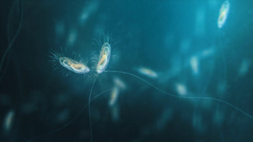 Photo of Escherichia coli under a microscope