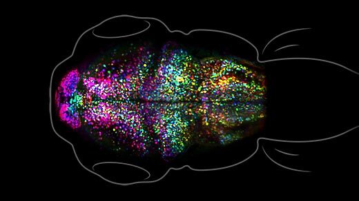 Photo of genetically engineered zebra fish larva with fluorescent markings in its brain.
